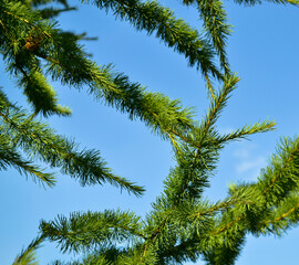 Chaotic green pine branches against a clear blue sky