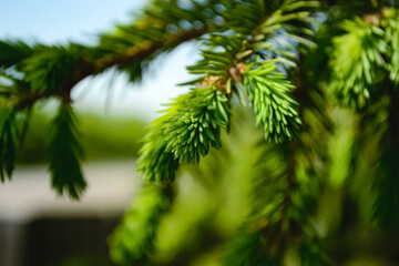 Close-up of a young spruce branch and its green needles in bokeh