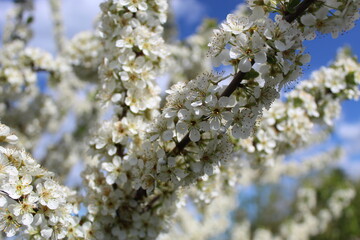 flowers of a tree