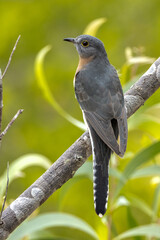 Fan-tailed Cuckoo in Queensland Australia