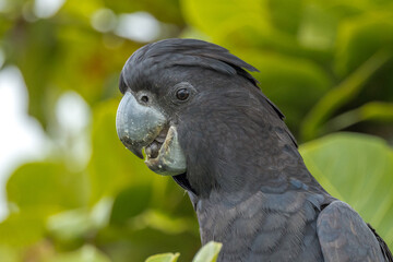 Red-tailed Black Cockatoo in Queensland Australia