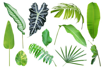 Set of Tropical Leaves Isolated on White Background with Clippin