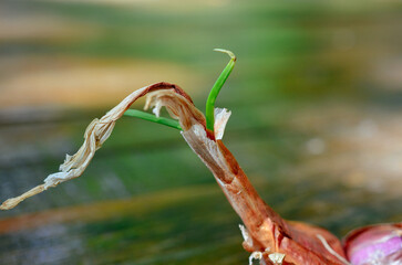 thai red shallot recipe for making thai food
