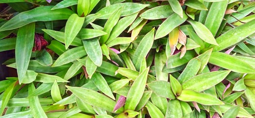 Obraz premium Tradescantia spathacea plant in nature garden. Green leaves background.