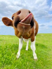 Funny cow calf stuck out his tongue on a green field. © OLENA LIALINA