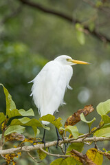 Plumed or Intermediate Egret in Queensland Australia