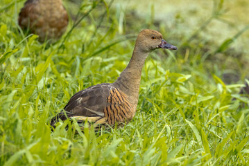 Plumed Whistling Duck in Queensland Australia