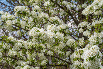 Äste eines Baumes voller weißer Blüten