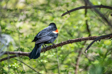 A red winged blackbird stands perched on a tree branch surrounded by lush greenery in a forest in High Park in Toronto, Ontario.