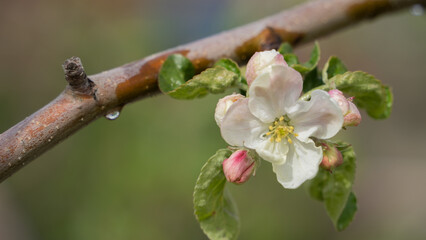 Close-up of a blossoming apple-tree petal. Flowering branch with water drops after a light rain....