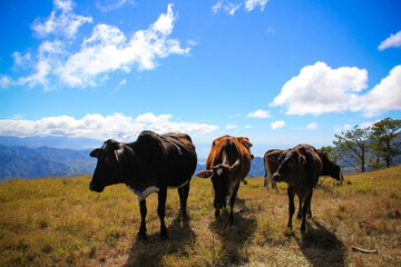Mt. Ulap mountain province with the cow in the top of the mountain and blue background clouds
