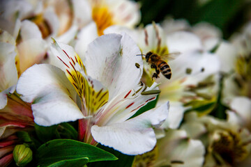 White flower blossom and one bee 