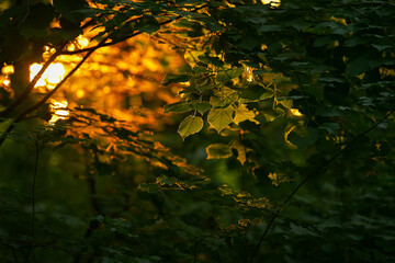Beautiful sunrise light in the heart of the forest. Details of trees and leaves with amazing sun rays light on them. Forests are the lungs of the earth.