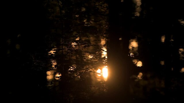 4K video. Beautiful sunrise light in the heart of the forest. Details of trees and leaves with amazing sun rays light on them. Forests are the lungs of the earth.