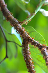 close up of ant soldier