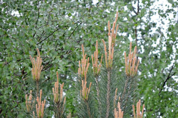 Young pine shoots used for making pine syrup, a blurred birch in the background