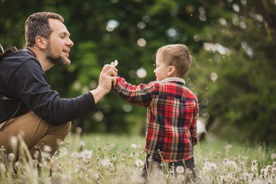  bearded middle-aged dad gives a dan  little son and blows in the park. Dandelion seeds scatter in hands. The concept of involved parenthood. Equal parenting. father's day
