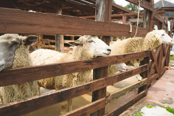 ヒツジの餌やり