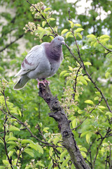 A portrait of a ash-red bar racing pigeon with ruffled feathers standing at the top of a rotten tree trunk, green leaves in the background