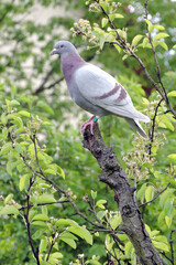 A portrait of a ash-red bar racing pigeon sitting at the top of a rotten tree trunk, green leaves in the background