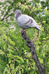 A portrait of a ash-red bar racing pigeon with ruffled feathers standing at the top of a rotten tree trunk, green leaves in the background