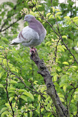 A portrait of a ash-red bar racing pigeon with ruffled feathers standing at the top of a rotten tree trunk, green leaves in the background