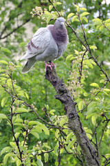 A portrait of a ash-red bar racing pigeon with ruffled feathers standing at the top of a rotten tree trunk, green leaves in the background