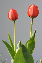 A close-up of two red opening tulip buds in the sunlight