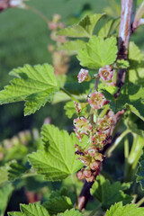 A close-up of currant flowers and green leaves