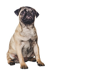 Lovable, pretty puppy. Close-up, indoors. Studio photo, isolated background. Pet care concept