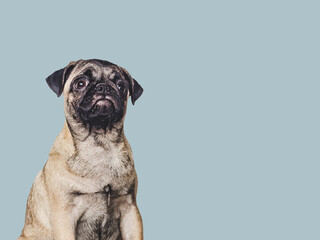 Lovable, pretty puppy. Close-up, indoors. Studio photo, isolated background. Pet care concept