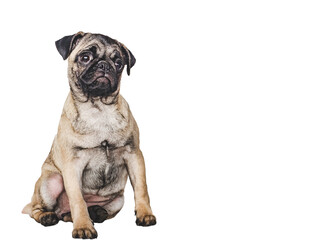 Fototapeta premium Lovable, pretty puppy. Close-up, indoors. Studio photo, isolated background. Pet care concept