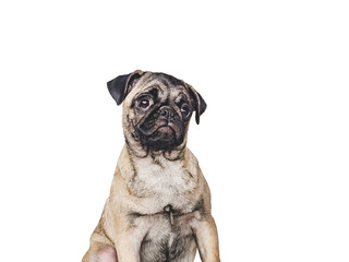 Lovable, pretty puppy. Close-up, indoors. Studio photo, isolated background. Pet care concept