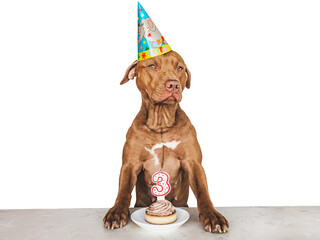 Lovable, pretty brown puppy and party hat. Close-up, indoors, studio photo. Day light. Concept of...
