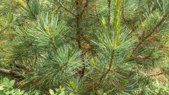 Cedar elfin, Pinus pumila close-up. Branches with long green needles and young shoots. Full screen. Kamchatka