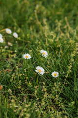 A group of wild white flowers bloom in a meadow in the spring on a sunny day.