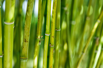green natural Asian background of bamboo shoot at bamboo garden.