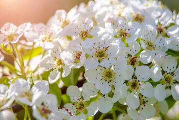 Flowering branch of pear in the garden in spring