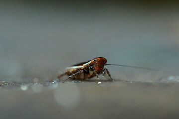 Wood Cockroaches Pseudophyllodromia is a genus of insects