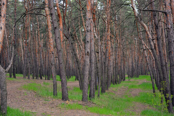 Green, interesting and mysterious pine-deciduous forest with old large,
 tall trees, pines, fir trees, green grass and trodden sand dogogs, paths.