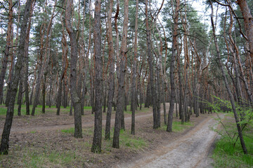 Green, interesting and mysterious pine-deciduous forest with old large,
 tall trees, pines, fir trees, green grass and trodden sand dogogs, paths.