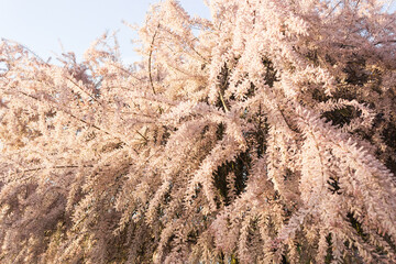 Pink blooming branches of Tamarix tree - tamarisk, salt cedar in the spring garden. Selective focus.