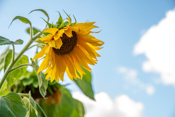 big sunflower flower on blue sky background with bee