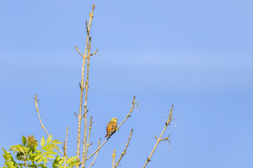 Yellowhammer on a tree branch a sunny day