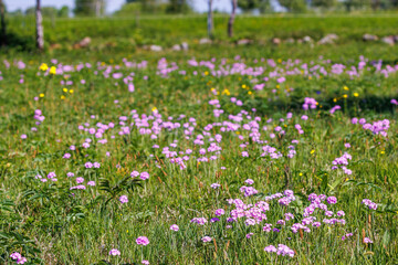 Summer meadow with flowering Birds eye primrose flowers