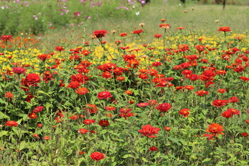 秋の日本の公園に咲く赤いヒャクニチソウの花