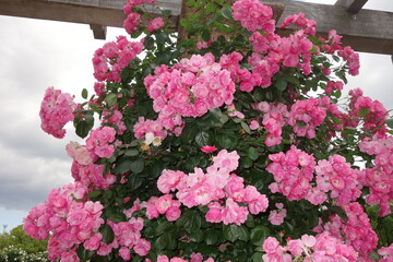 Fototapeta na wymiar rose flower in a garden