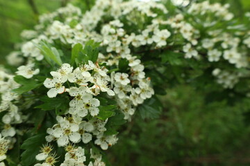flowers in the forest