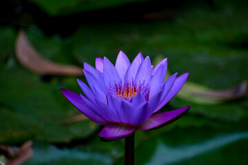 Close up shot of blue lotus(The Egyptian Dream Flower) and green leaves in pond