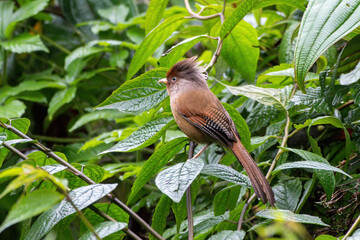 Rusty-fronted barwing (Actinodura egertoni)  observed in Mishmi Hills in Arunachal Pradesh in India
